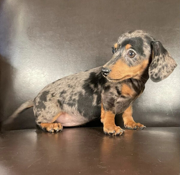 Dapple dachshund/Dapple dachshunds/Dapple dachshund for sale