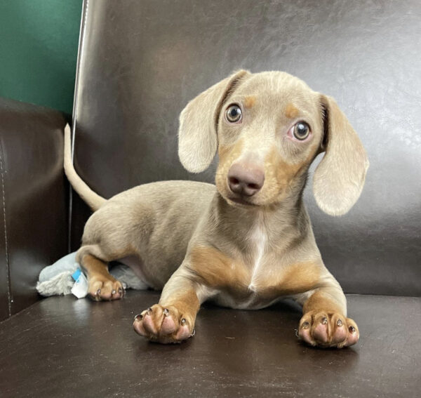 Dachshund puppies for sale/Dachshund puppies for sale near me